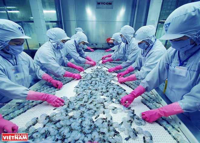 Le Vietnam ambitionne d'exportater 4 milliards de dollars des crevettes cette année ảnh 2