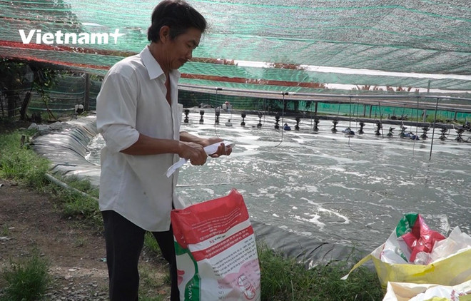 Gagner des milliards de dongs grâce au modèle de crevetticulture avec des étangs flottants ảnh 1 Gagner des milliards de dongs grâce au modèle de crevetticulture avec des étangs flottants ảnh 1