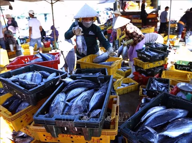 Un atelier cherche des solutions de promouvoir les exportations de thon vers l'UE ảnh 1 Un atelier cherche des solutions de promouvoir les exportations de thon vers l'UE ảnh 1