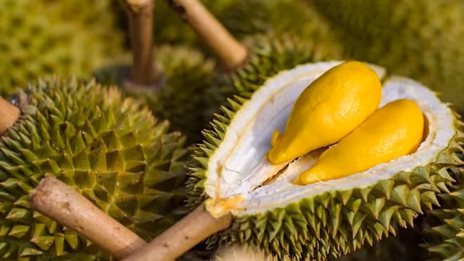 2023 promet d'être une année d'accélération des exportations nationales de durian ảnh 1