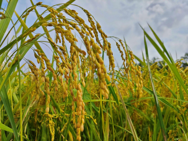 Le CLRRI travaille dur pour améliorer les variétés de riz de spécialité ảnh 2 Le CLRRI travaille dur pour améliorer les variétés de riz de spécialité ảnh 2