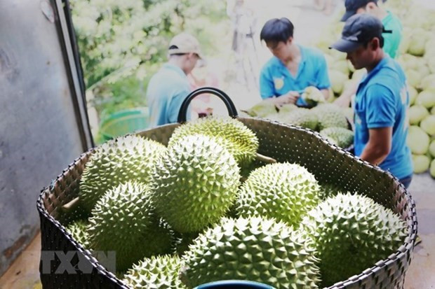2023 promet d'être une année d'accélération des exportations nationales de durian ảnh 2 2023 promet d'être une année d'accélération des exportations nationales de durian ảnh 2