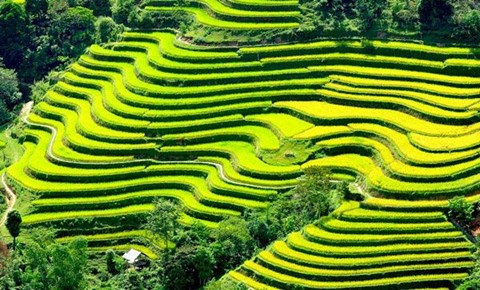 Les rizières en terrasses de Mu Cang Chai à l’honneur ảnh 1 Les rizières en terrasses de Mu Cang Chai à l’honneur ảnh 1