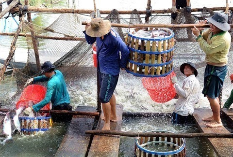 Belles perspectives pour le pangasius du Vietnam ảnh 1 Belles perspectives pour le pangasius du Vietnam ảnh 1