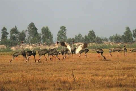 Les grues à tête rouge boudent le Vietnam ảnh 1