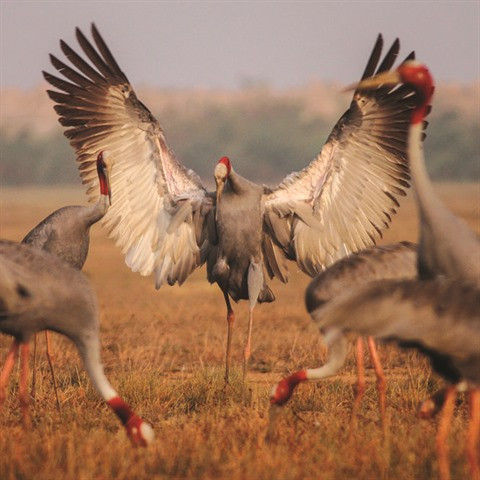 Les grues à tête rouge boudent le Vietnam ảnh 2
