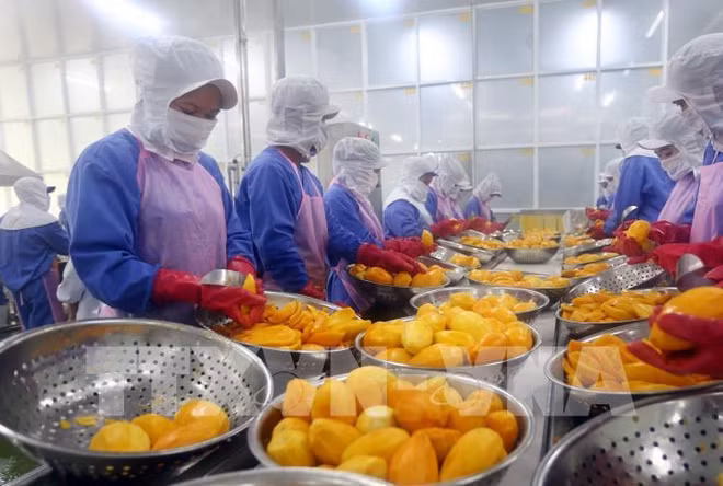 EVFTA, catalyseur pour les exportations vietnamiennes ảnh 3