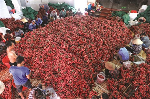Intensifier les exportations agricoles formelles vers la Chine ảnh 2 Intensifier les exportations agricoles formelles vers la Chine ảnh 2