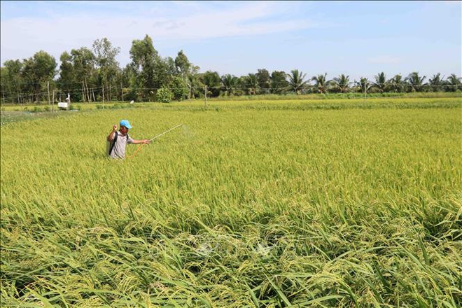 L’IFAD aide Tra Vinh à s’adapter aux changements climatiques ảnh 1 L’IFAD aide Tra Vinh à s’adapter aux changements climatiques ảnh 1