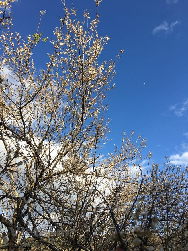 La beauté surprenante au paradis de fleurs d’abricotier à Môc Châu ảnh 3 La beauté surprenante au paradis de fleurs d’abricotier à Môc Châu ảnh 3