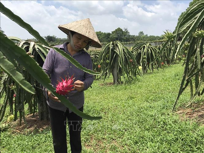 Toutes les communes de Vinh Phuc répondent aux normes de la Nouvelle ruralité ảnh 1 Toutes les communes de Vinh Phuc répondent aux normes de la Nouvelle ruralité ảnh 1