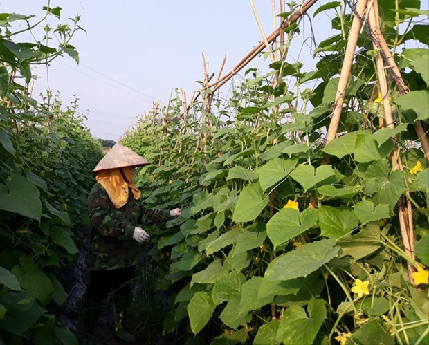 Vinh Phuc : l’agriculture contribue 0,13 point de pourcentage à la croissance provinciale ảnh 1 Vinh Phuc : l’agriculture contribue 0,13 point de pourcentage à la croissance provinciale ảnh 1