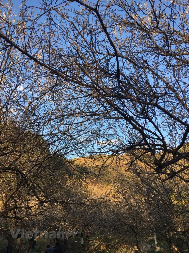 La beauté surprenante au paradis de fleurs d’abricotier à Môc Châu ảnh 4 La beauté surprenante au paradis de fleurs d’abricotier à Môc Châu ảnh 4