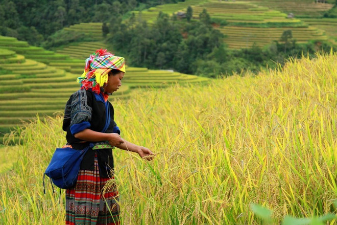 Mu Cang Chai: La beauté pittoresque du Nord-Ouest captive les touristes ảnh 2 Mu Cang Chai: La beauté pittoresque du Nord-Ouest captive les touristes ảnh 2