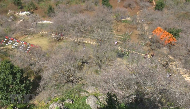 La beauté surprenante au paradis de fleurs d’abricotier à Môc Châu ảnh 2 La beauté surprenante au paradis de fleurs d’abricotier à Môc Châu ảnh 2