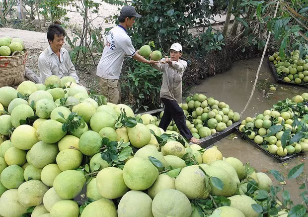 Le Chili autorise l'importation de pamplemousses vietnamiens ảnh 1 Le Chili autorise l'importation de pamplemousses vietnamiens ảnh 1