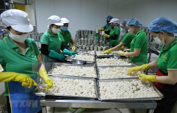 Les exportations de fruits et légumes chutent de 11% en neuf mois ảnh 1 Les exportations de fruits et légumes chutent de 11% en neuf mois ảnh 1