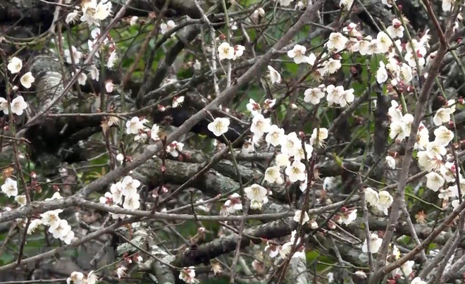 La beauté surprenante au paradis de fleurs d’abricotier à Môc Châu ảnh 1 La beauté surprenante au paradis de fleurs d’abricotier à Môc Châu ảnh 1