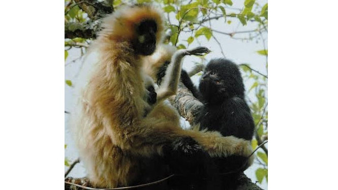 La réserve naturelle de Muong La a vu le jour ảnh 1 La réserve naturelle de Muong La a vu le jour ảnh 1