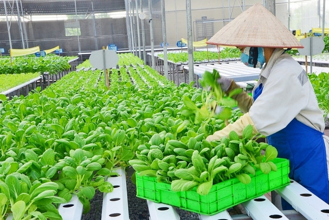 Hanoi vise plus de 70% des produits agricoles high-tech d’ici 2030 ảnh 1 Hanoi vise plus de 70% des produits agricoles high-tech d’ici 2030 ảnh 1