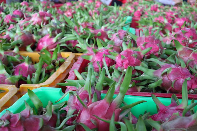 Près de 2 milliards de dollars d’exportations de fruits et légumes en Chine ảnh 1 Près de 2 milliards de dollars d’exportations de fruits et légumes en Chine ảnh 1