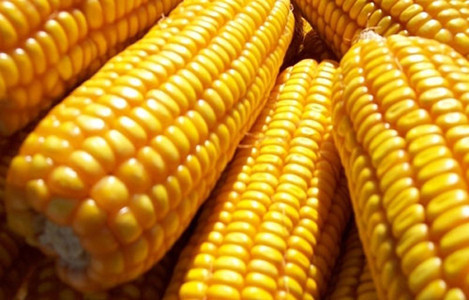 Près de 960.000 tonnes de maïs importées en janvier ảnh 1