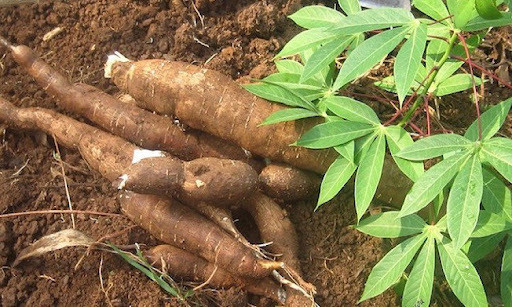 Les exportations de manioc connaissent une croissance record en janvier ảnh 1 Les exportations de manioc connaissent une croissance record en janvier ảnh 1