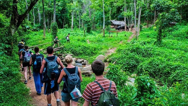 Réveiller le potentiel de l'écotourisme forestier ảnh 1 Réveiller le potentiel de l'écotourisme forestier ảnh 1