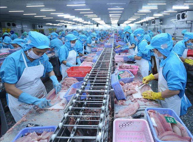 Les exportations de pangasius en 2024 visent 2 milliards de dollars ảnh 1