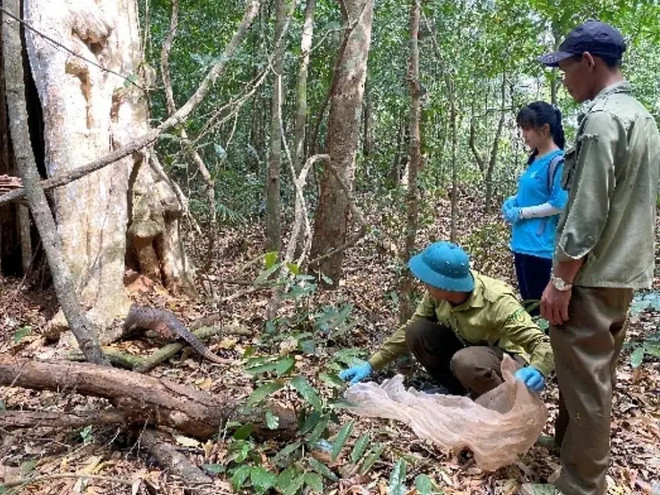 Binh Phuoc : des espèces menacées relâchées dans la nature ảnh 1 Binh Phuoc : des espèces menacées relâchées dans la nature ảnh 1
