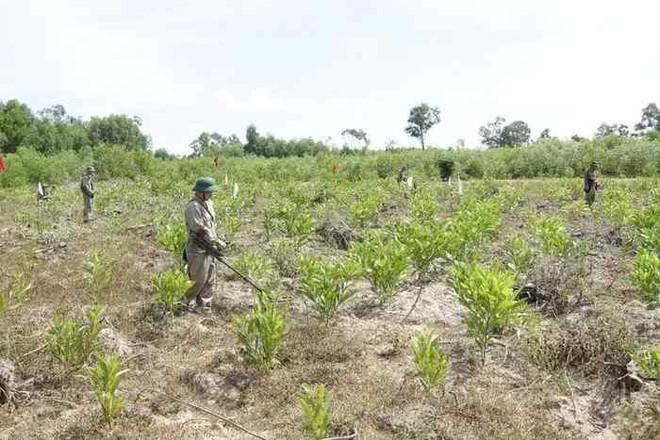 Le Centre national de lutte contre les mines fête son 10e anniversaire ảnh 1 Le Centre national de lutte contre les mines fête son 10e anniversaire ảnh 1