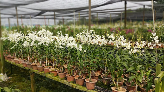 L'exportation d'orchidées, un produit prometteur de la Malaisie ảnh 1 L'exportation d'orchidées, un produit prometteur de la Malaisie ảnh 1
