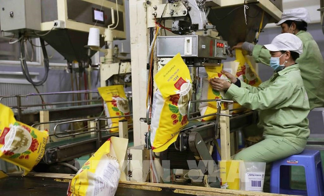 La filière riz vise l'objectif d’exportation de 5 milliards de dollars ảnh 1