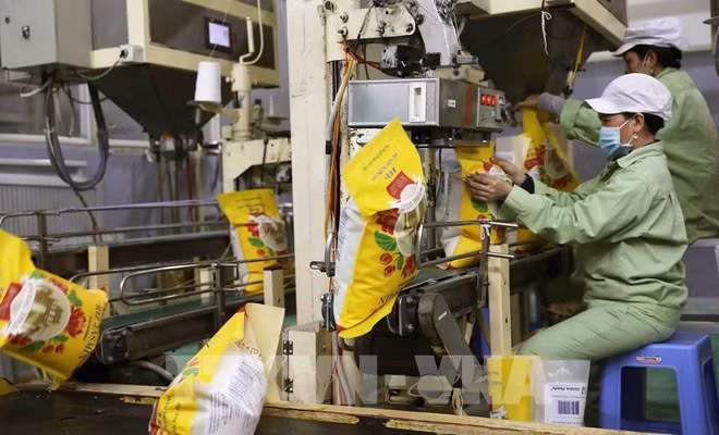 La filière riz vise l'objectif d’exportation de 5 milliards de dollars ảnh 1