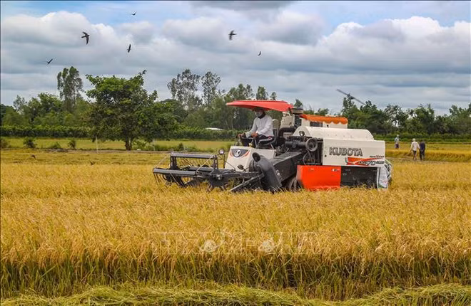 La filière riz vise l'objectif d’exportation de 5 milliards de dollars ảnh 2