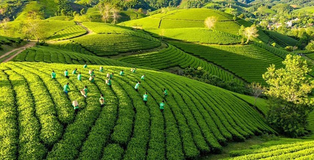 Le Vietnam mène la révolution de l’agriculture verte ảnh 1 Le Vietnam mène la révolution de l’agriculture verte ảnh 1
