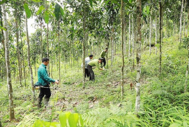 La surface boisée totale du Vietnam atteindra environ un million d'hectares d’ici 2030 ảnh 1