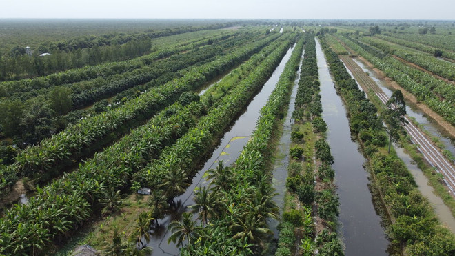 Un printemps dans la région d'U Minh Thuong, base révolutionnaire ảnh 1 Un printemps dans la région d'U Minh Thuong, base révolutionnaire ảnh 1