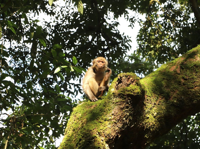 À Hà Giang, un macaque rhésus relâché dans la nature ảnh 2 À Hà Giang, un macaque rhésus relâché dans la nature ảnh 2