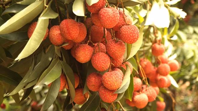 Aide australienne dans l’amélioration de la qualité et de la valeur des fruits et légumes ảnh 1