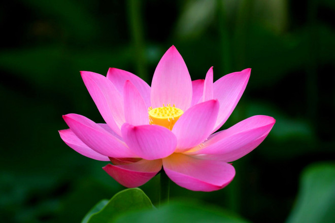 Dông Thap est prêt pour la Fête des fleurs de lotus ảnh 1 Dông Thap est prêt pour la Fête des fleurs de lotus ảnh 1