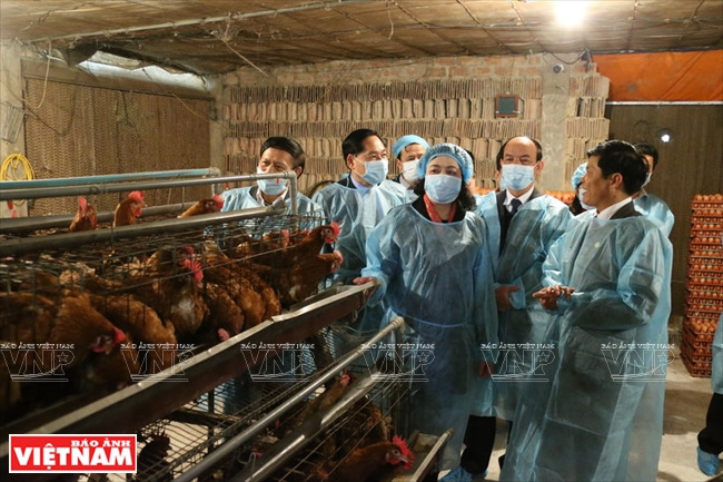 Hanoi : restructuration agricole exemplaire dans le district de Chuong My ảnh 1 Hanoi : restructuration agricole exemplaire dans le district de Chuong My ảnh 1