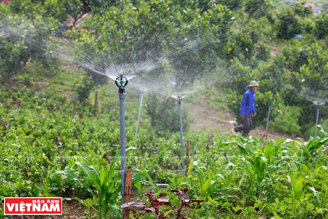 Les légumes bio de Hoa Viên ảnh 1