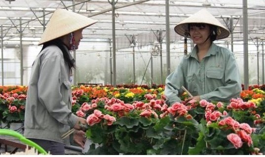 Le Vietnam, l’un des premiers exportateurs de fleurs d’Asie, selon Nikkei ảnh 1 Le Vietnam, l’un des premiers exportateurs de fleurs d’Asie, selon Nikkei ảnh 1