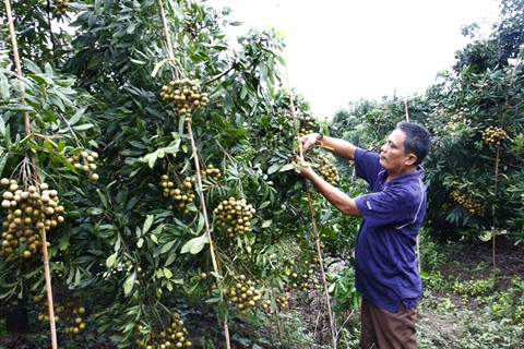 Hung Yên expédiera ses longanes aux États-Unis ảnh 1 Hung Yên expédiera ses longanes aux États-Unis ảnh 1