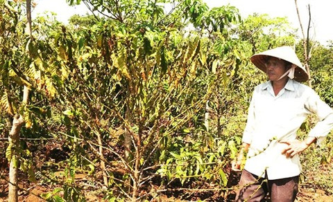 La sécheresse sévit au Tây Nguyên, les agriculteurs sur le qui-vive ảnh 2 La sécheresse sévit au Tây Nguyên, les agriculteurs sur le qui-vive ảnh 2