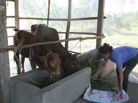 La pauvreté cède du terrain chez les Khmers à Soc Trang ảnh 1 La pauvreté cède du terrain chez les Khmers à Soc Trang ảnh 1