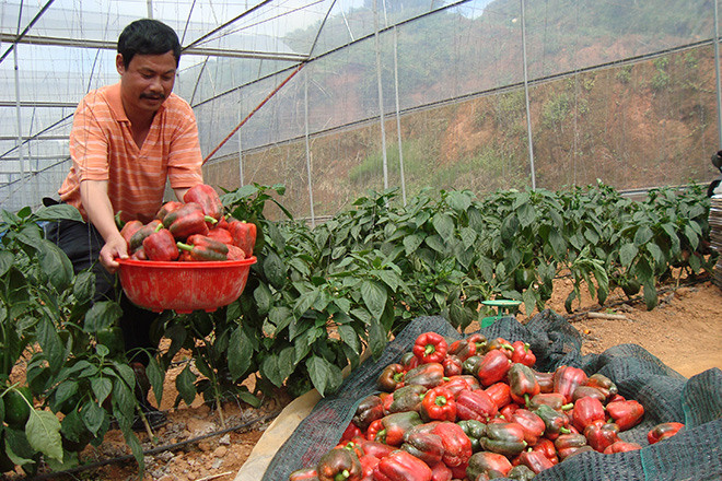 Pourquoi le Vietnam doit investir dans la logistique frigorifique ảnh 1 Pourquoi le Vietnam doit investir dans la logistique frigorifique ảnh 1