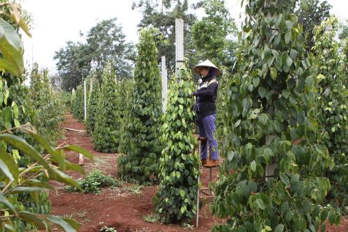 Le Tây Nguyên draine plus de capitaux pour la transition de sa structure économique ảnh 1