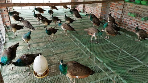 Entraînement du paon à la danse, un nouveau métier lucratif ảnh 1 Entraînement du paon à la danse, un nouveau métier lucratif ảnh 1